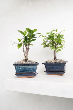 Bonsai^PLANT Bonsai Zelkova, lille