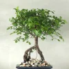 Bonsai^PLANT Bonsai Zelkova, medium