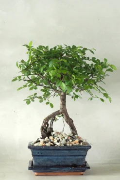 Bonsai^PLANT Bonsai Zelkova, medium