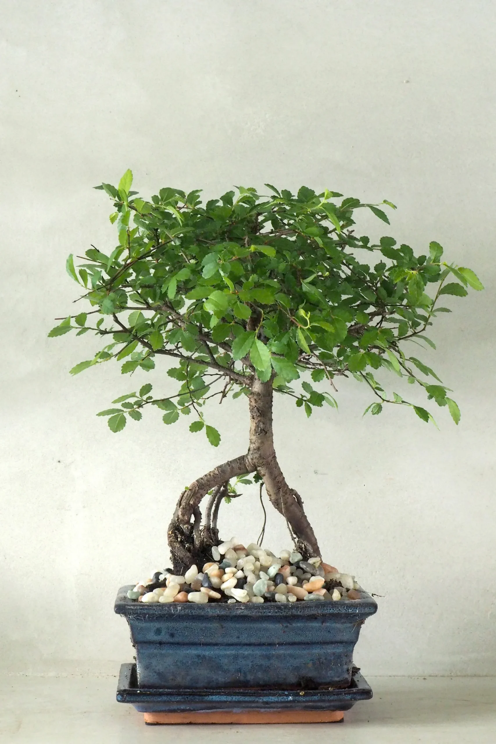 Bonsai^PLANT Bonsai Zelkova, medium