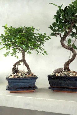 Bonsai^PLANT Bonsai Zelkova, medium