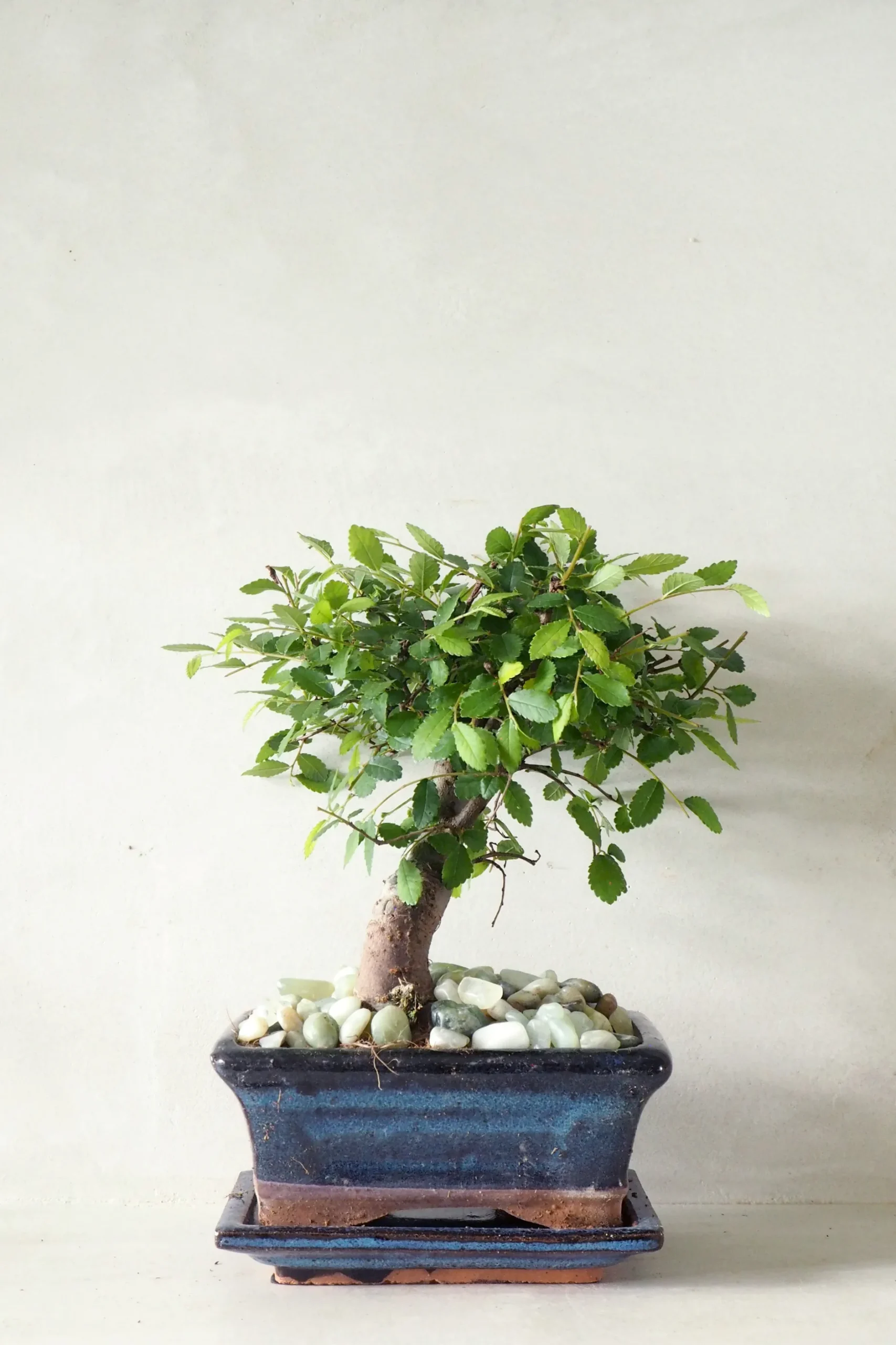 Bonsai^PLANT Bonsai Zelkova, medium