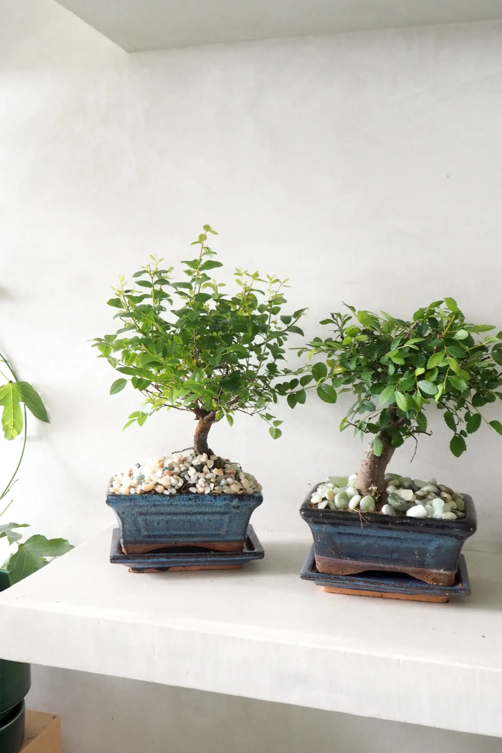 Bonsai^PLANT Bonsai Zelkova, medium