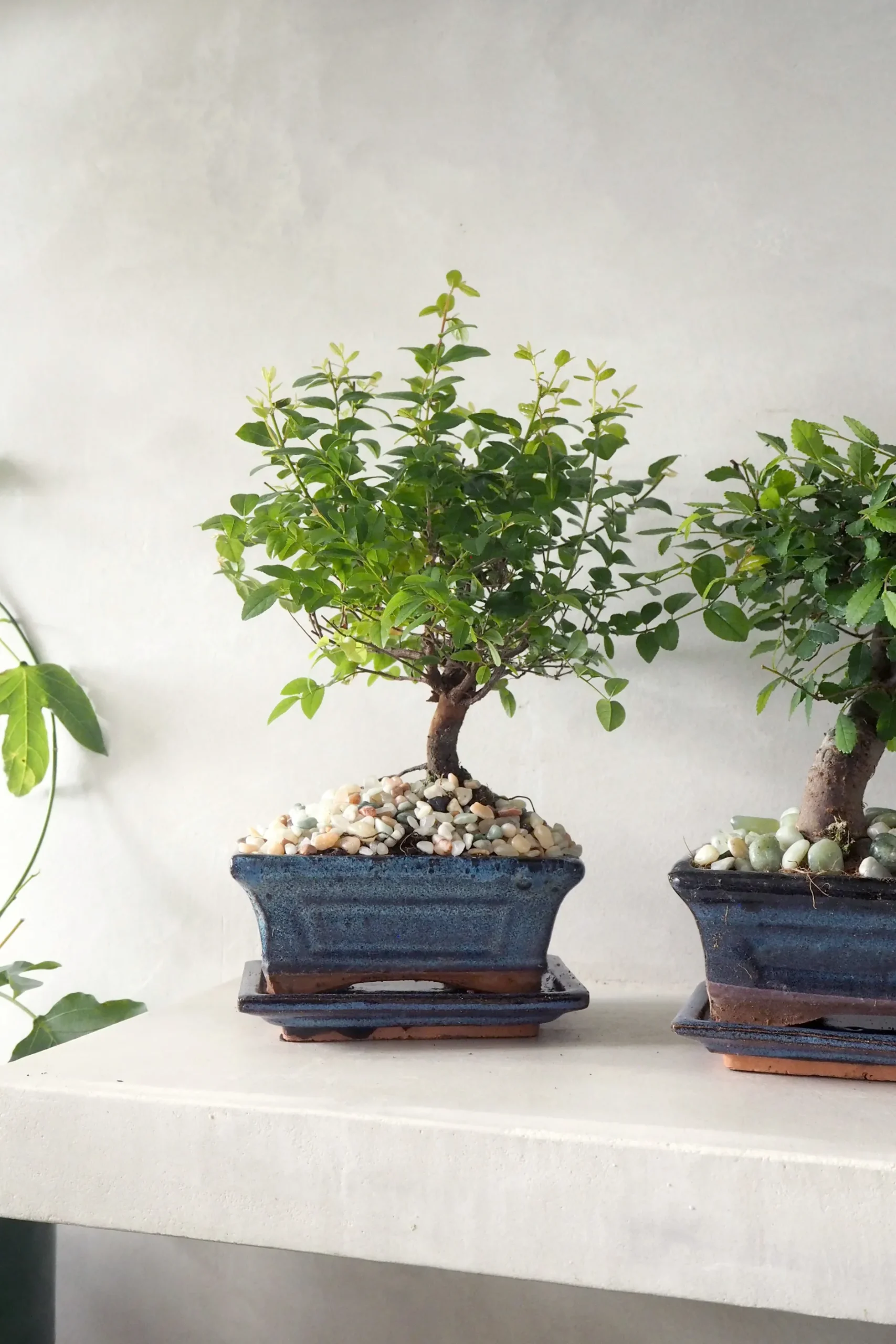 Bonsai^PLANT Bonsai Zelkova, medium