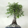 Bonsai^PLANT Bonsai Zelkova, medium I