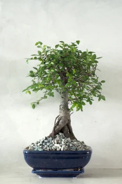 Bonsai^PLANT Bonsai Zelkova, medium I