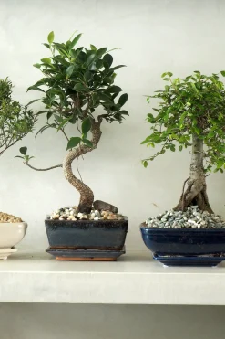 Bonsai^PLANT Bonsai Zelkova, medium I