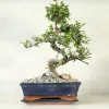 Danskavlede Planter|Bonsai^PLANT Bonsai Zelkova, stor
