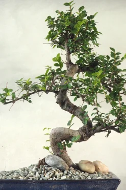 Danskavlede Planter|Bonsai^PLANT Bonsai Zelkova, stor