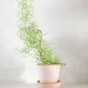 Ørkenplanter Og Knoldplanter^PLANT Bowiea volubilis