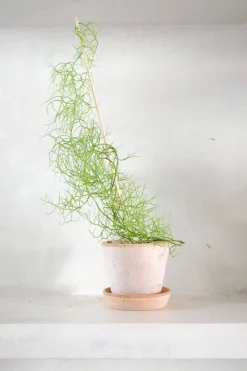 Ørkenplanter Og Knoldplanter^PLANT Bowiea volubilis