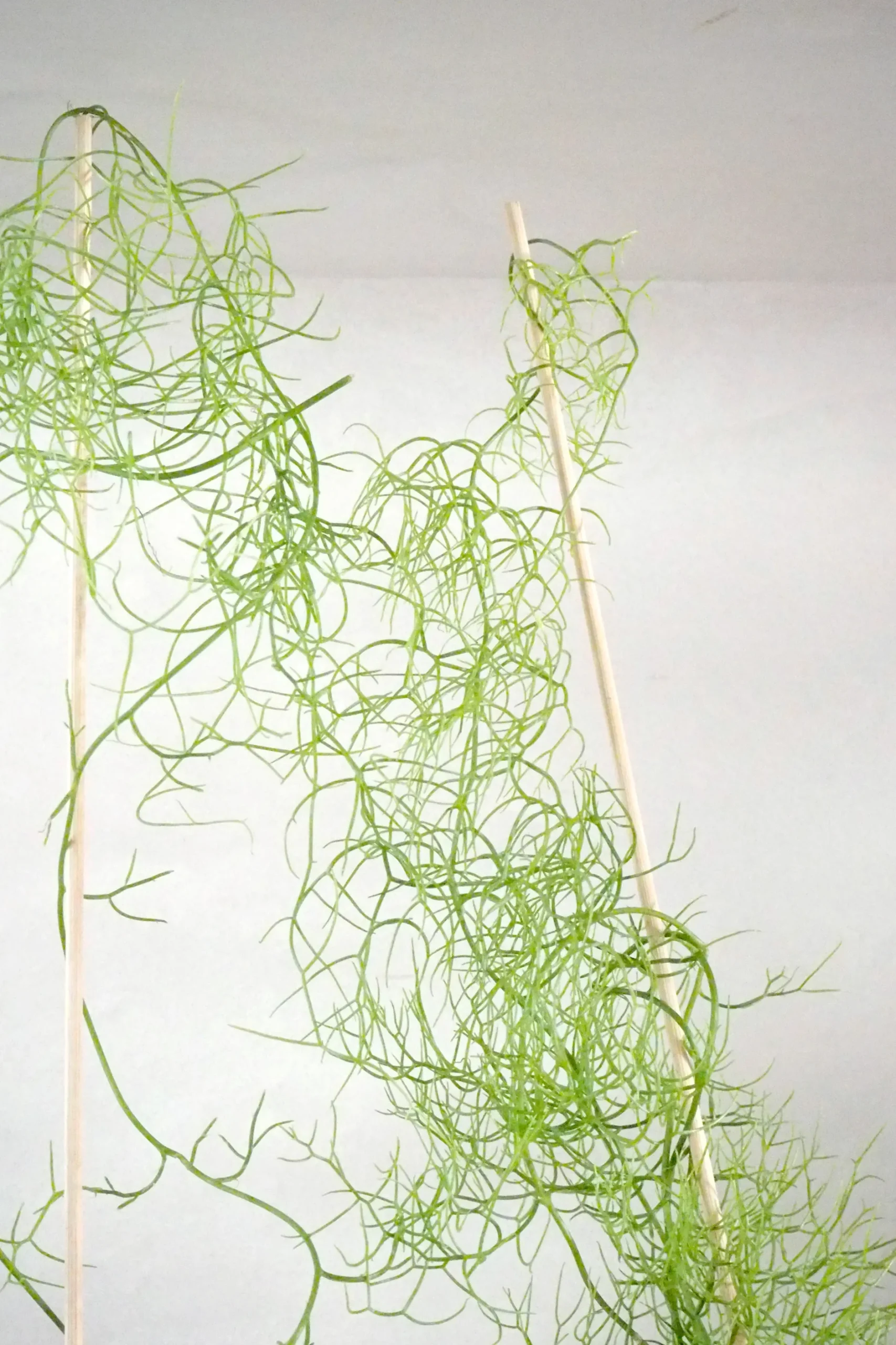 Ørkenplanter Og Knoldplanter^PLANT Bowiea volubilis