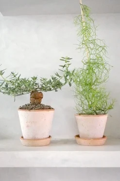 Ørkenplanter Og Knoldplanter^PLANT Bowiea volubilis