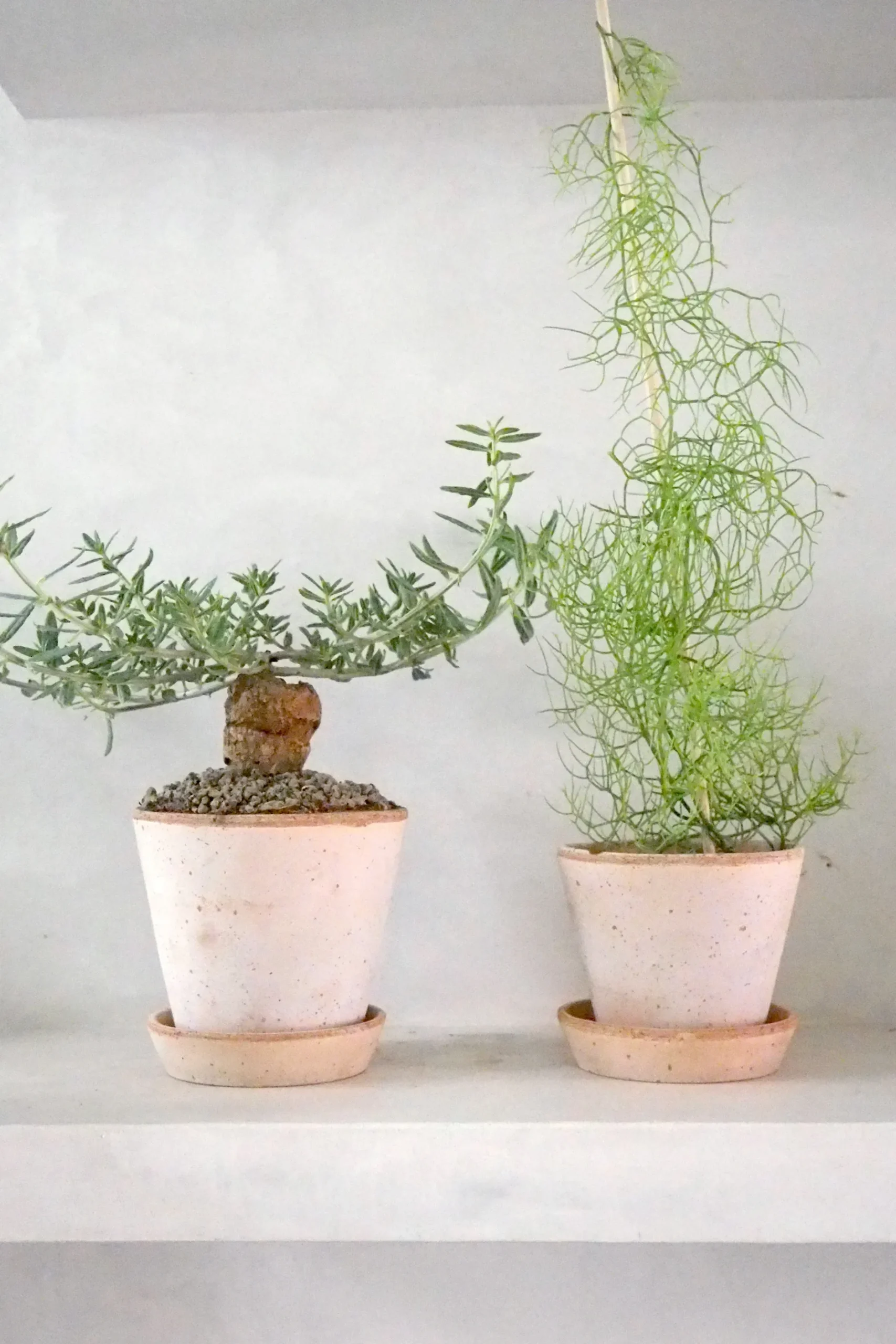 Ørkenplanter Og Knoldplanter^PLANT Bowiea volubilis