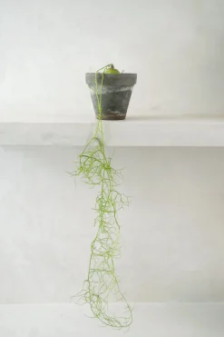 Ørkenplanter Og Knoldplanter^PLANT Bowiea volubilis