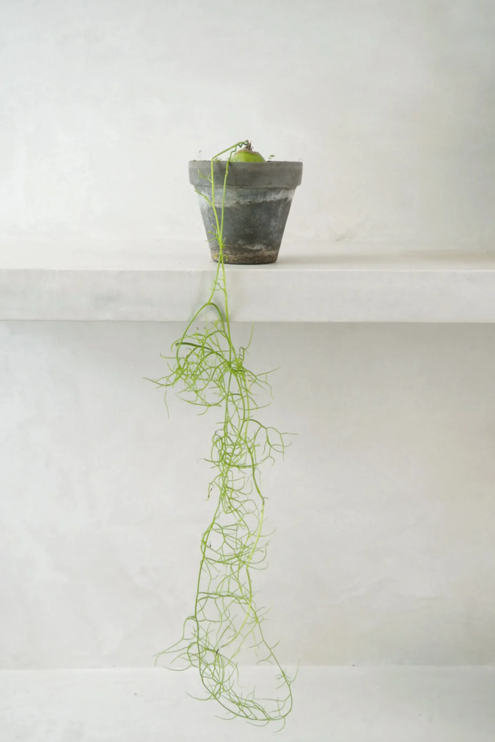 Ørkenplanter Og Knoldplanter^PLANT Bowiea volubilis