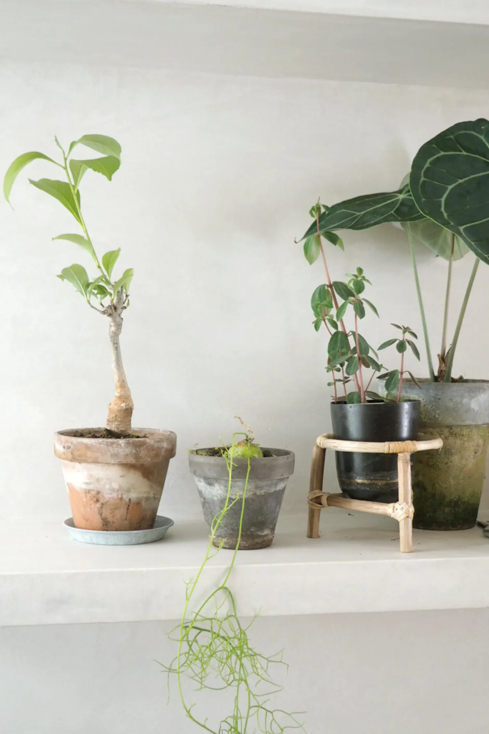 Ørkenplanter Og Knoldplanter^PLANT Bowiea volubilis