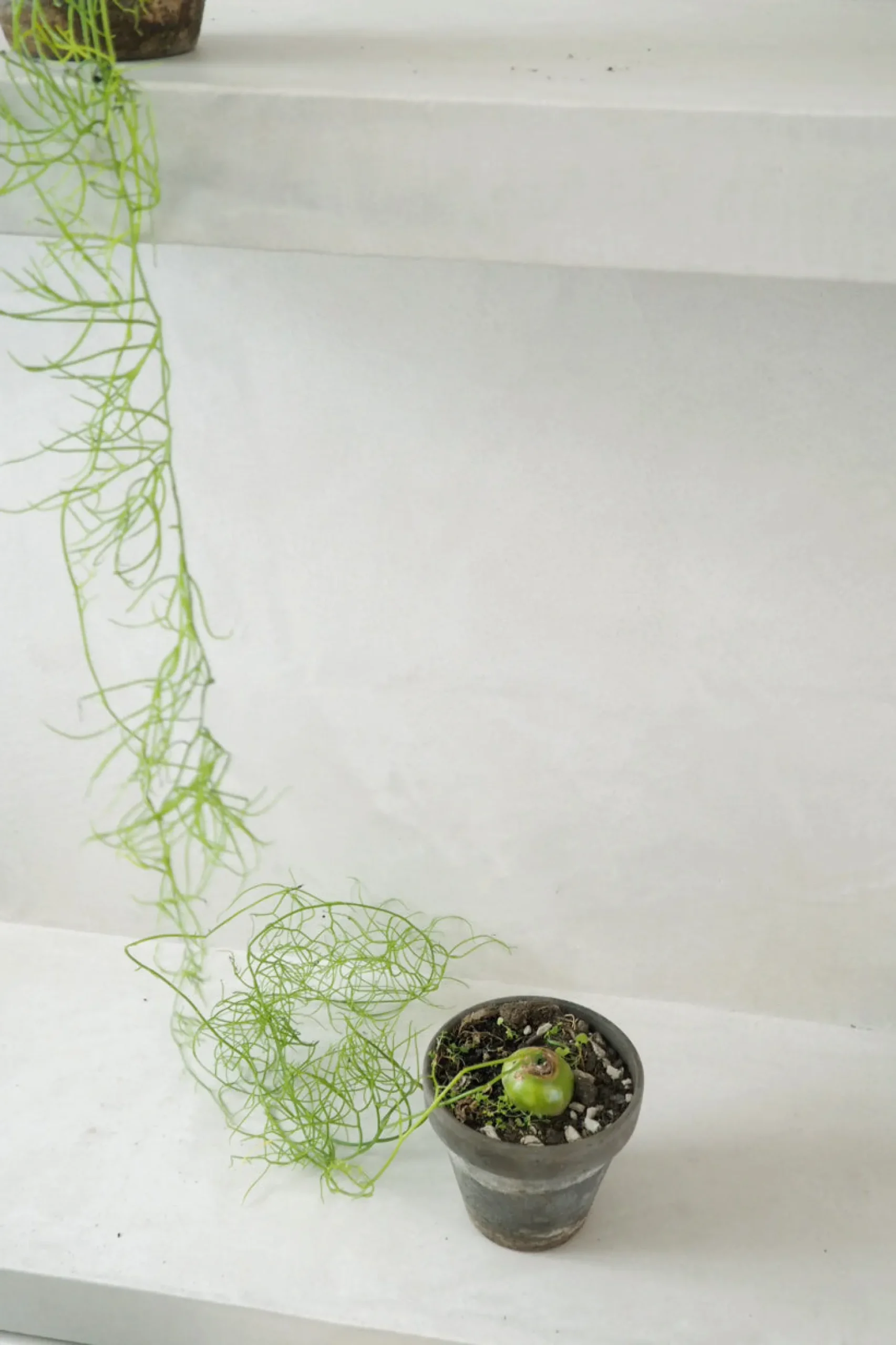 Ørkenplanter Og Knoldplanter^PLANT Bowiea volubilis