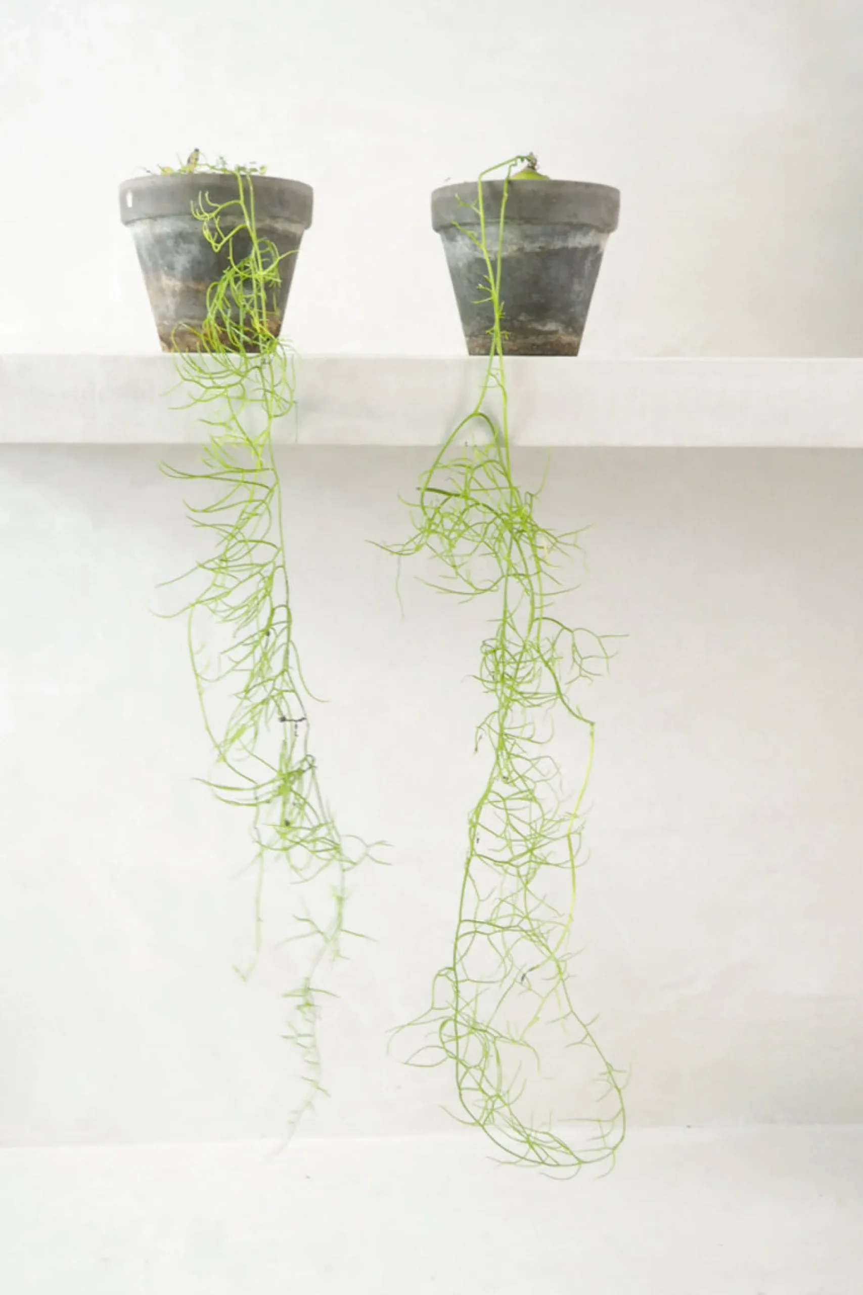 Ørkenplanter Og Knoldplanter^PLANT Bowiea volubilis