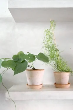 Ørkenplanter Og Knoldplanter^PLANT Bowiea volubilis