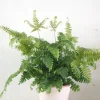 Tropiske Planter^PLANT Bronze Venushår bregne
