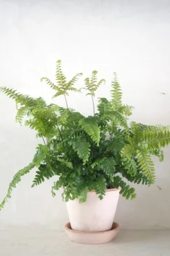 Tropiske Planter^PLANT Bronze Venushår bregne