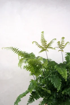 Tropiske Planter^PLANT Bronze Venushår bregne