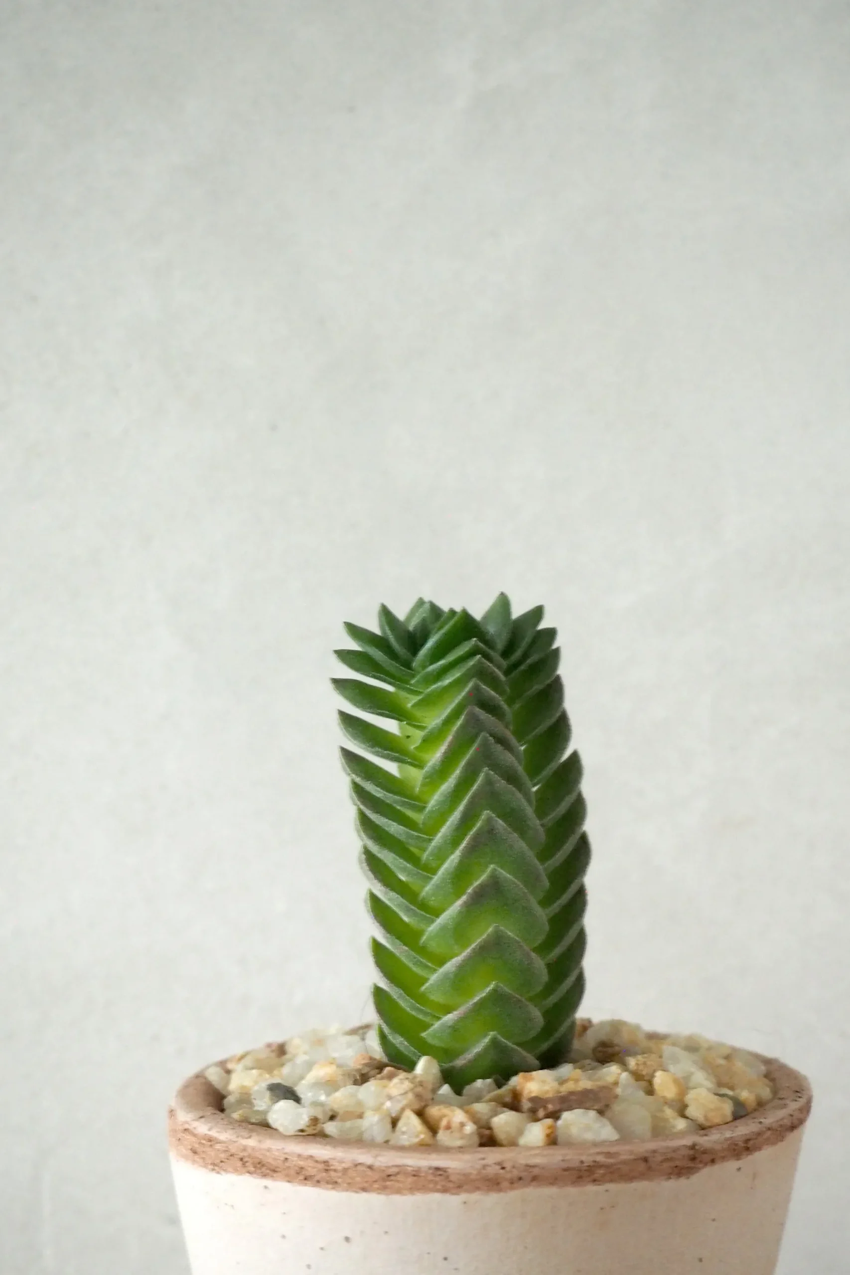 Ørkenplanter Og Knoldplanter^PLANT Buddhas Temple