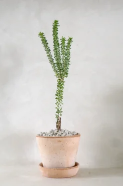 Ørkenplanter Og Knoldplanter^PLANT Ceraria Namaquensis