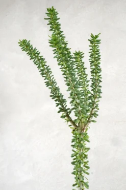 Ørkenplanter Og Knoldplanter^PLANT Ceraria Namaquensis