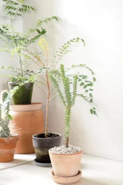 Ørkenplanter Og Knoldplanter^PLANT Ceraria Namaquensis
