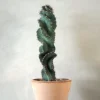 Ørkenplanter Og Knoldplanter^PLANT Cerus peruvianus spiralis kaktus