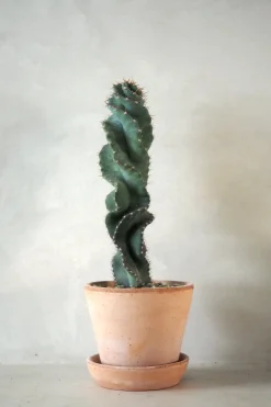 Ørkenplanter Og Knoldplanter^PLANT Cerus peruvianus spiralis kaktus