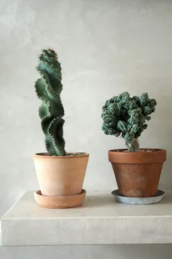 Ørkenplanter Og Knoldplanter^PLANT Cerus peruvianus spiralis kaktus