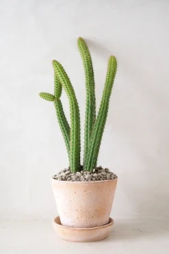 Ørkenplanter Og Knoldplanter^PLANT Cleistocactus samaipatanus