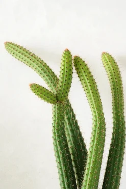 Ørkenplanter Og Knoldplanter^PLANT Cleistocactus samaipatanus