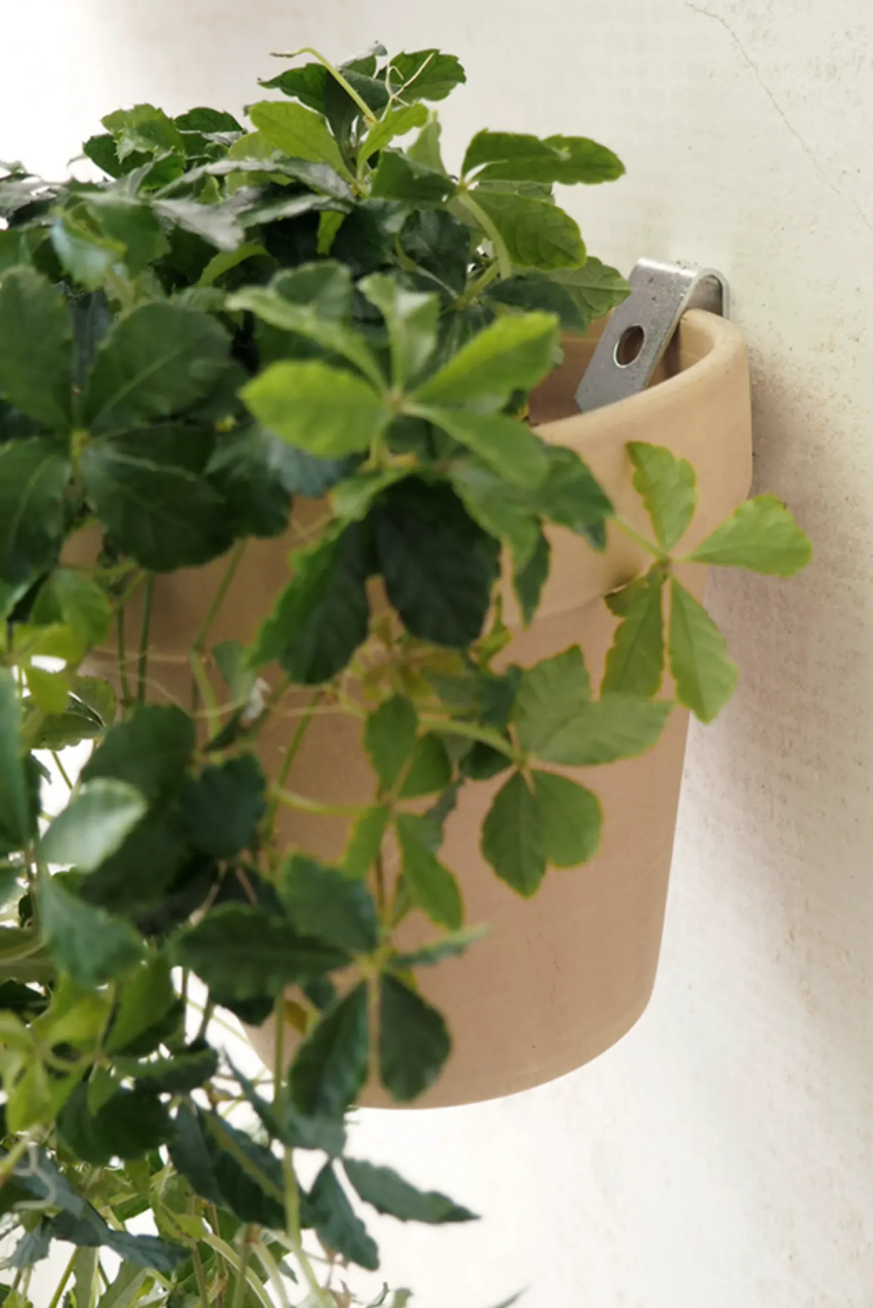 Hængekrukker Og Ophæng^PLANT Clippy vægophæng