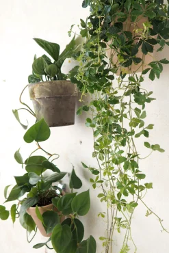 Hængekrukker Og Ophæng^PLANT Clippy vægophæng