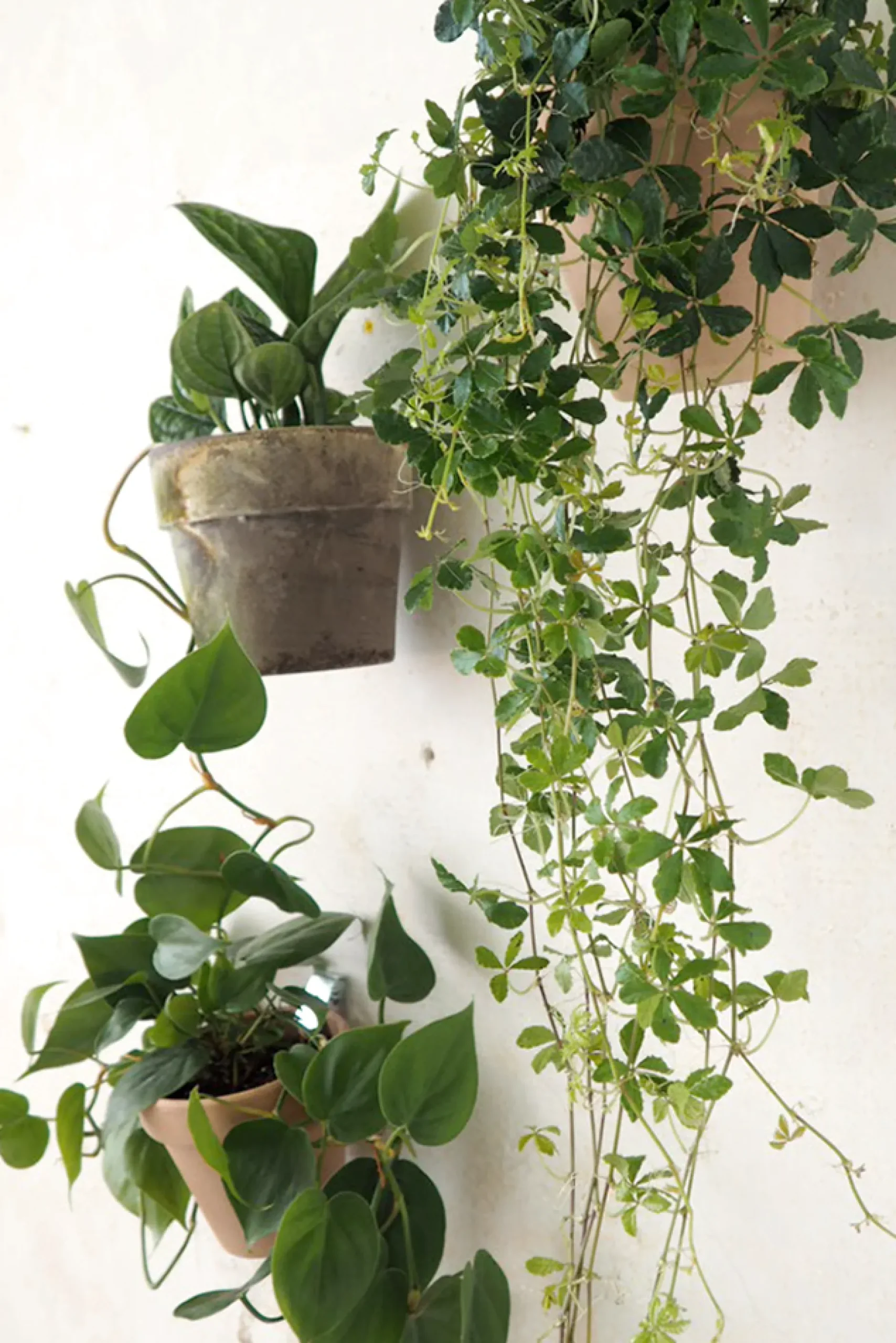 Hængekrukker Og Ophæng^PLANT Clippy vægophæng