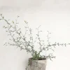 Danskavlede Planter^PLANT Corokia virgata - Maori Green