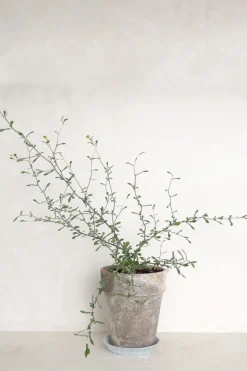 Danskavlede Planter^PLANT Corokia virgata - Maori Green