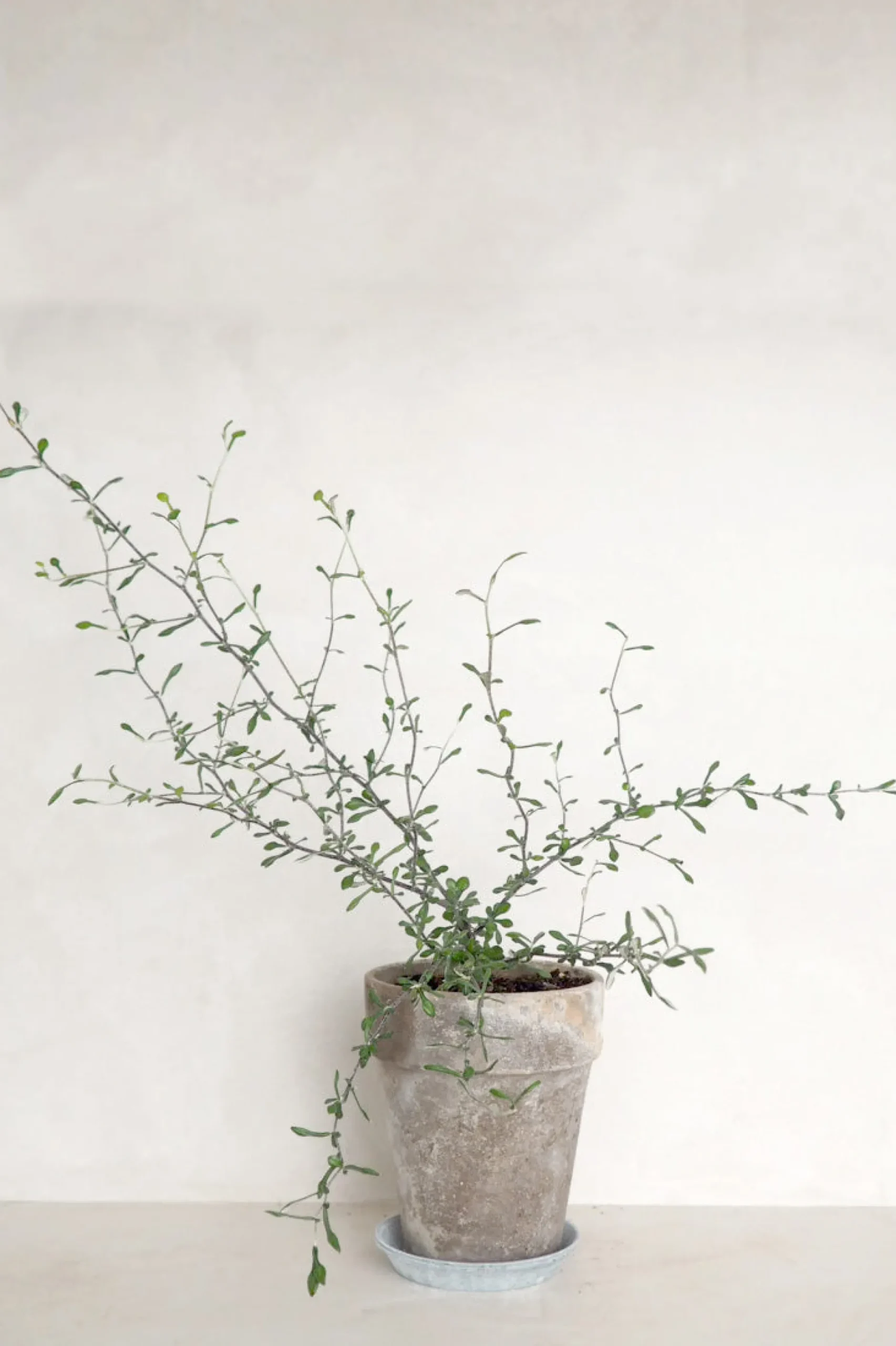 Danskavlede Planter^PLANT Corokia virgata - Maori Green