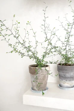 Danskavlede Planter^PLANT Corokia virgata - Maori Green