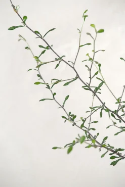 Danskavlede Planter^PLANT Corokia virgata - Maori Green