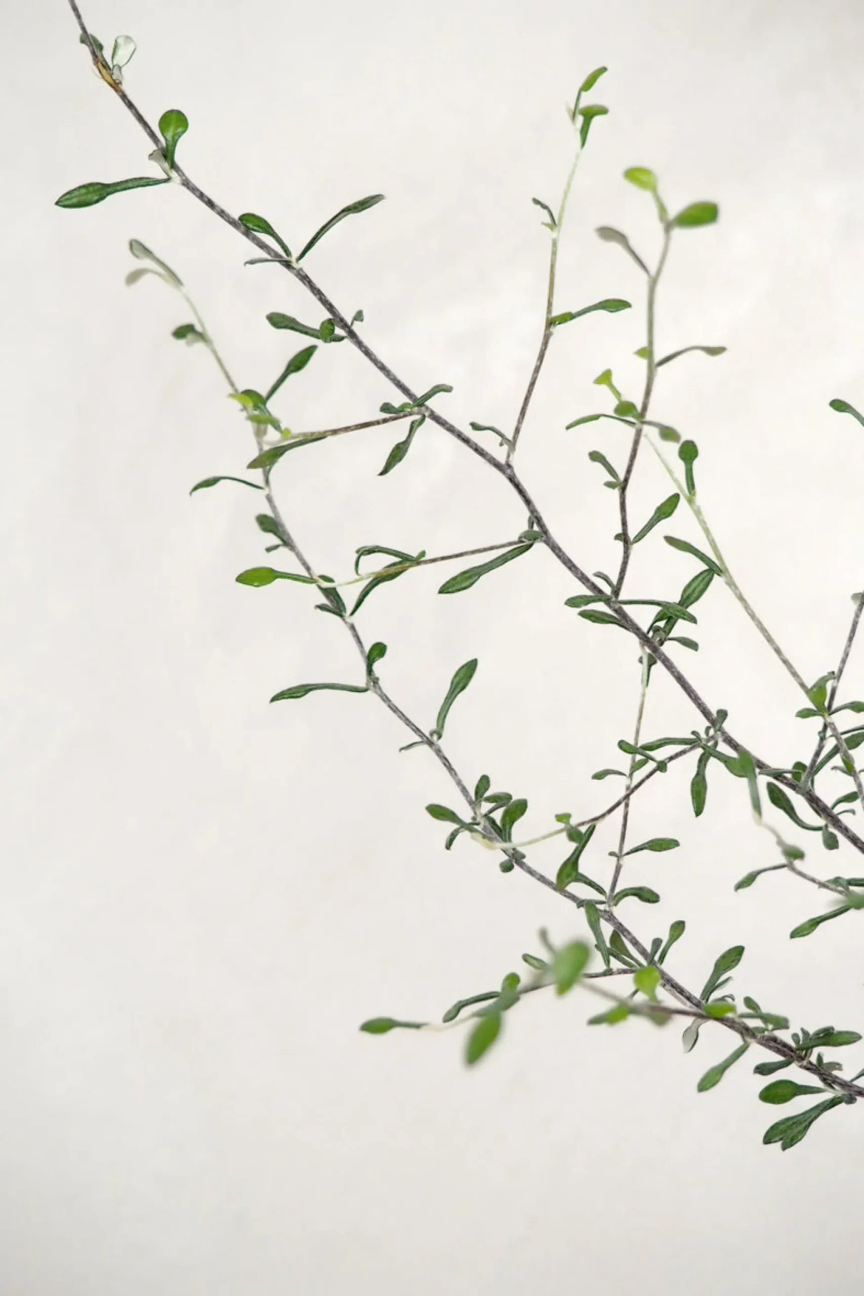 Danskavlede Planter^PLANT Corokia virgata - Maori Green
