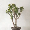 Ørkenplanter Og Knoldplanter^PLANT Crassula