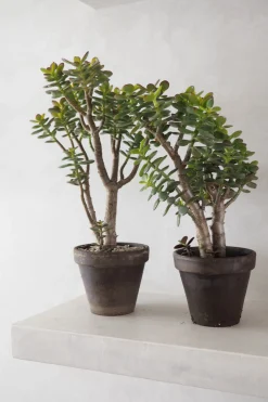 Ørkenplanter Og Knoldplanter^PLANT Crassula