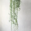 Hængeplanter|Ørkenplanter Og Knoldplanter^PLANT Delfine - Senecio Peregrinus