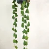 Hængeplanter|Tropiske Planter^PLANT Dischidia Platyphylla