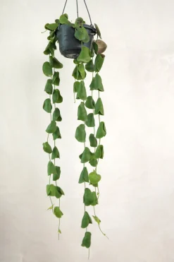 Hængeplanter|Tropiske Planter^PLANT Dischidia Platyphylla